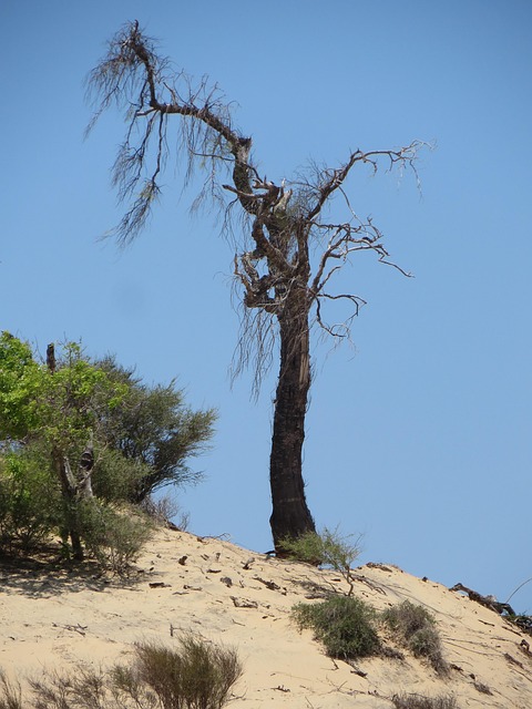 Free Tree Beach photo and picture