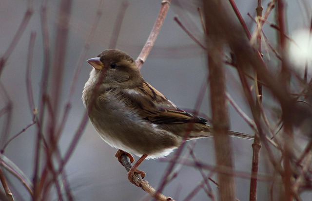 Free Sparrow Bird photo and picture
