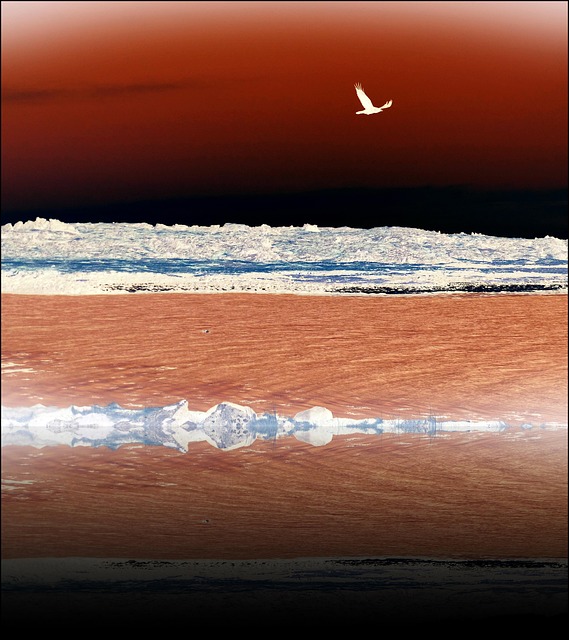 Free Bird Flying photo and picture