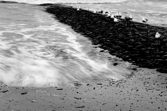 Free Gull Coast photo and picture