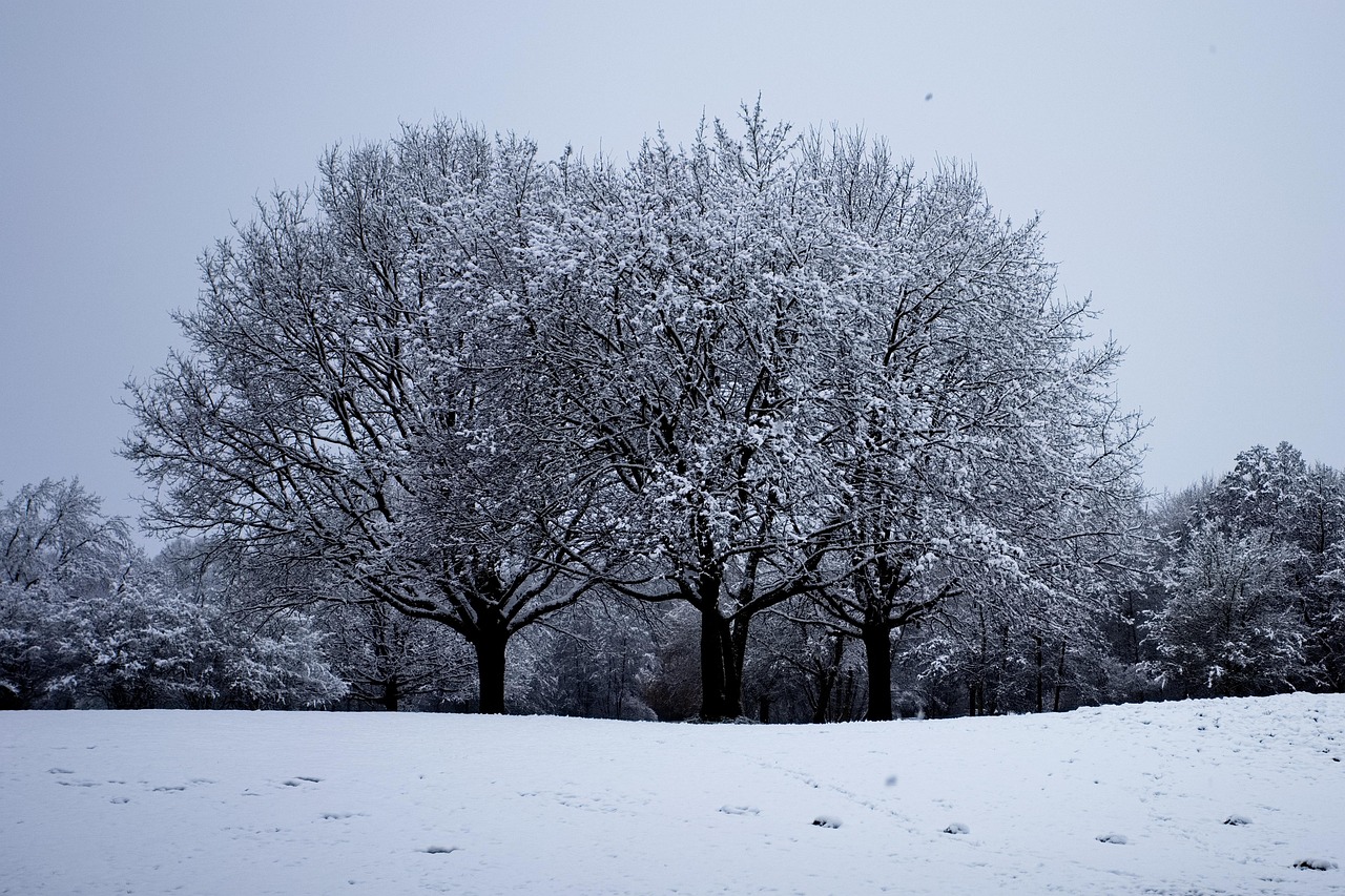 Neve Arvores Natureza - Foto gratuita no Pixabay - Pixabay