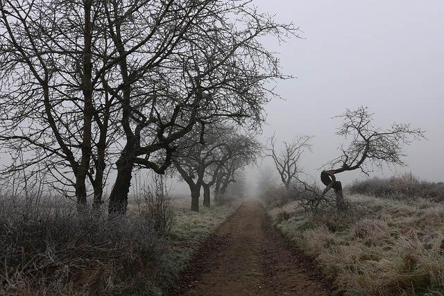 Weg, Fußweg, Bäume, Winter, Frost