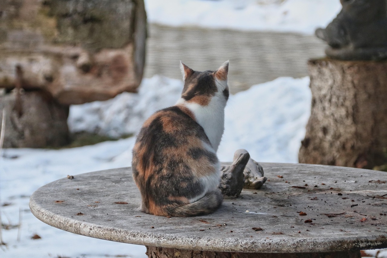 Cat Watch Animal Domestic Free photo on Pixabay Pixabay