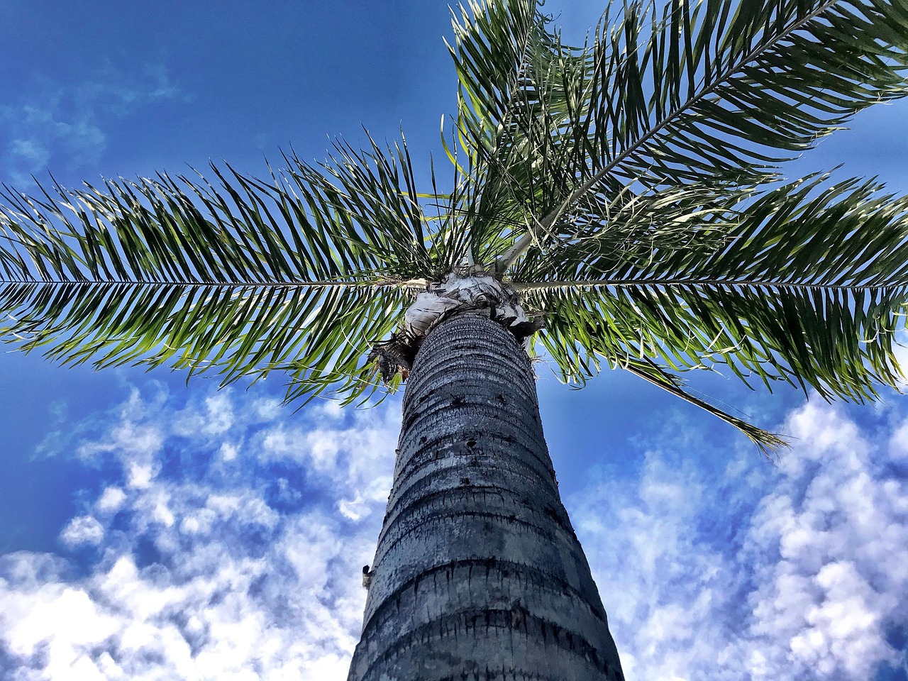 Palm Tree Beach Free Photo On Pixabay Pixabay