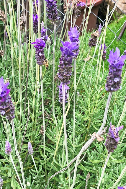 Free Flower Nature photo and picture