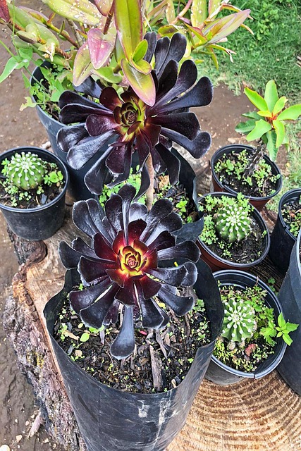 Free Flower Plants photo and picture