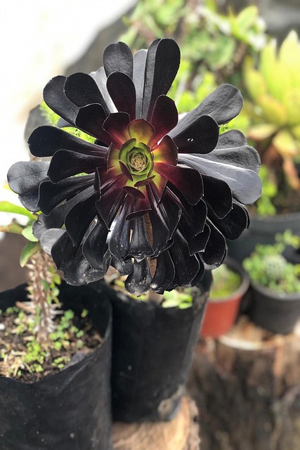 Free Plant Flower photo and picture