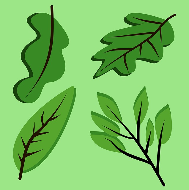 Free Leaf Nature vector and picture