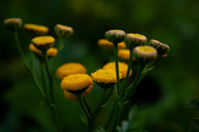 Bloem, Val, Bloesem, Plant, Natuur