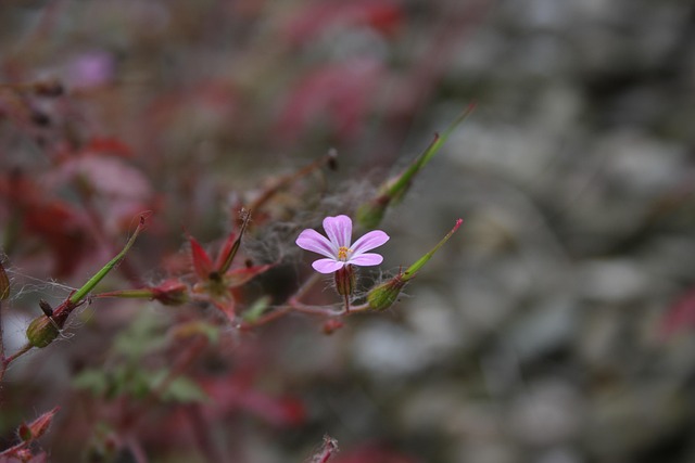 Bloesem, Close-Up, Alleen, Bloem, Tuin