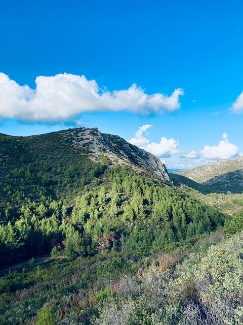 Free Mountain Forest photo and picture