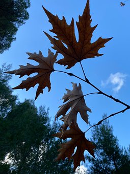 Free Leaves Autumn photo and picture