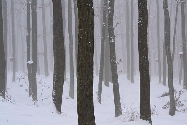 Free Winter Forest photo and picture