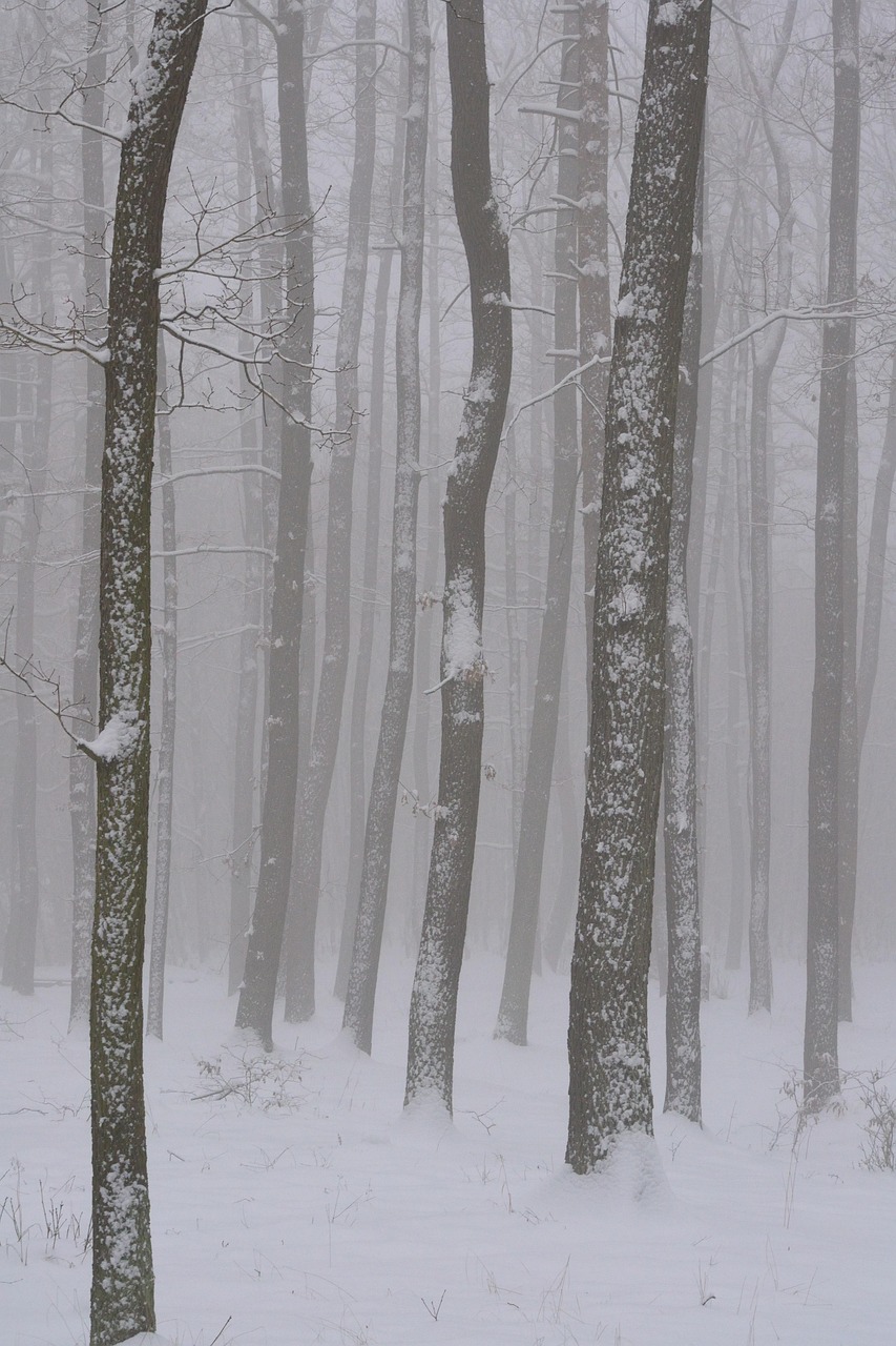 冬天 林 雪 - Pixabay上的免费照片 - Pixabay