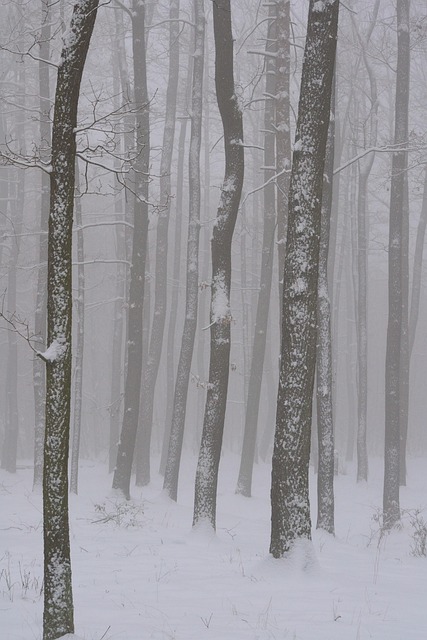 Free Winter Forest photo and picture