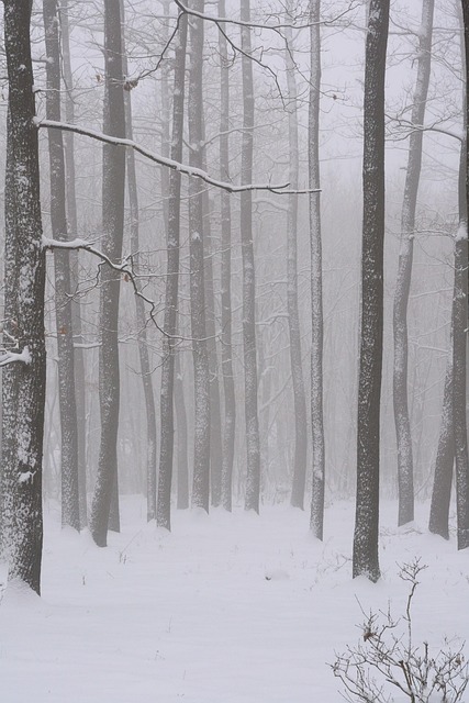 Free Winter Forest photo and picture
