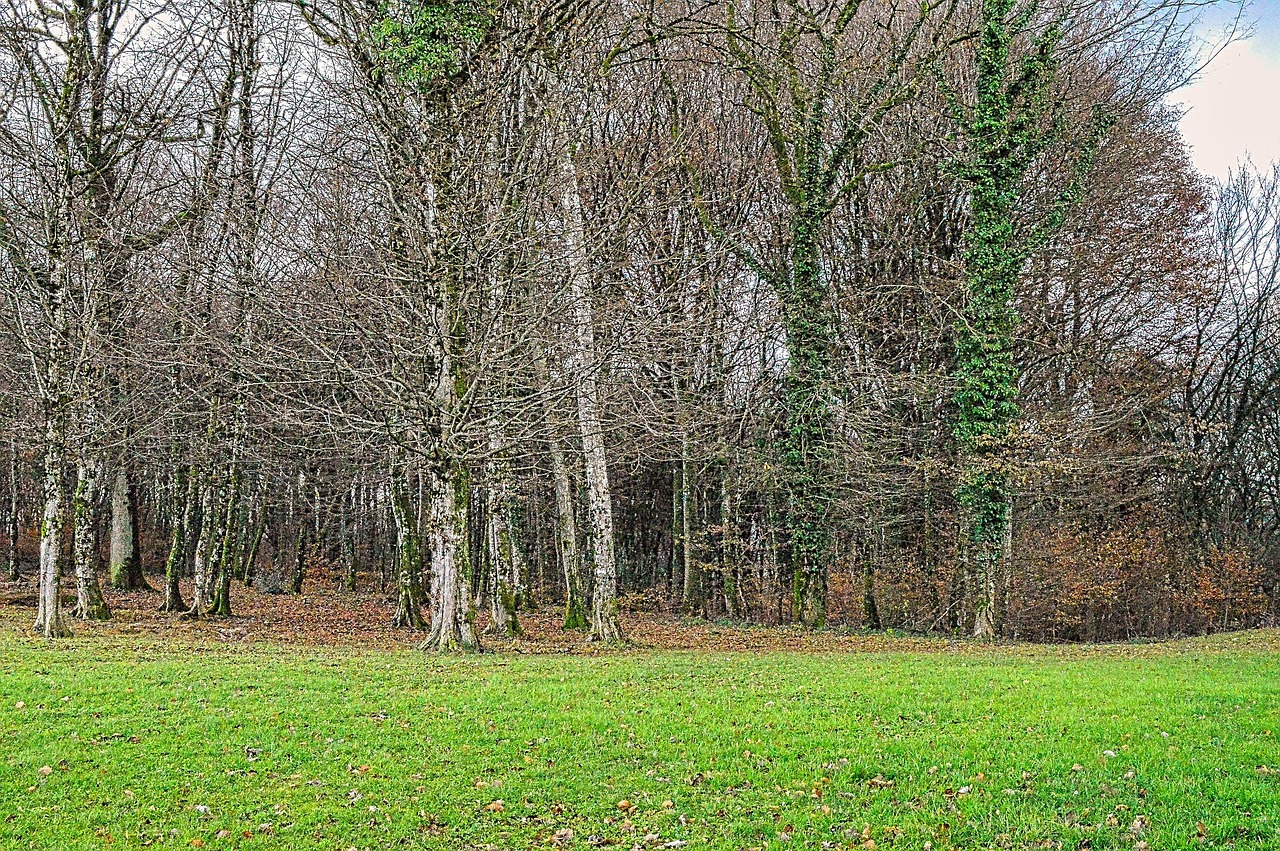 Grove Tree Prairie Free photo on Pixabay Pixabay