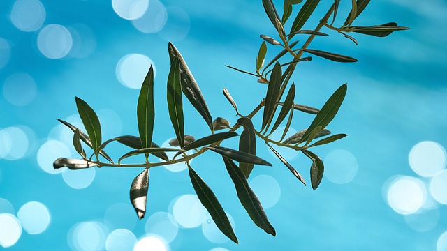 Free Olivier Mediterranean photo and picture