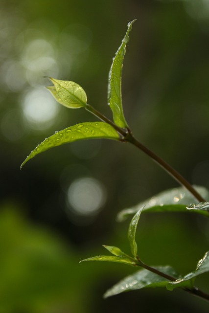 Blade, Løv, Dug, Dråber, Planter, Bokeh