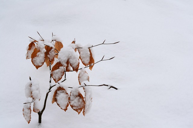 Free The Snow Frost photo and picture