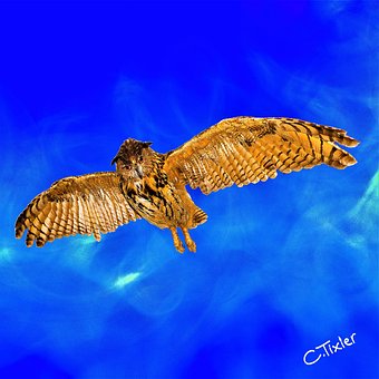 Free Owl Bird photo and picture