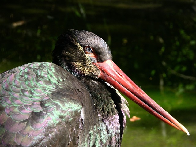 Free Black Stork Bird photo and picture