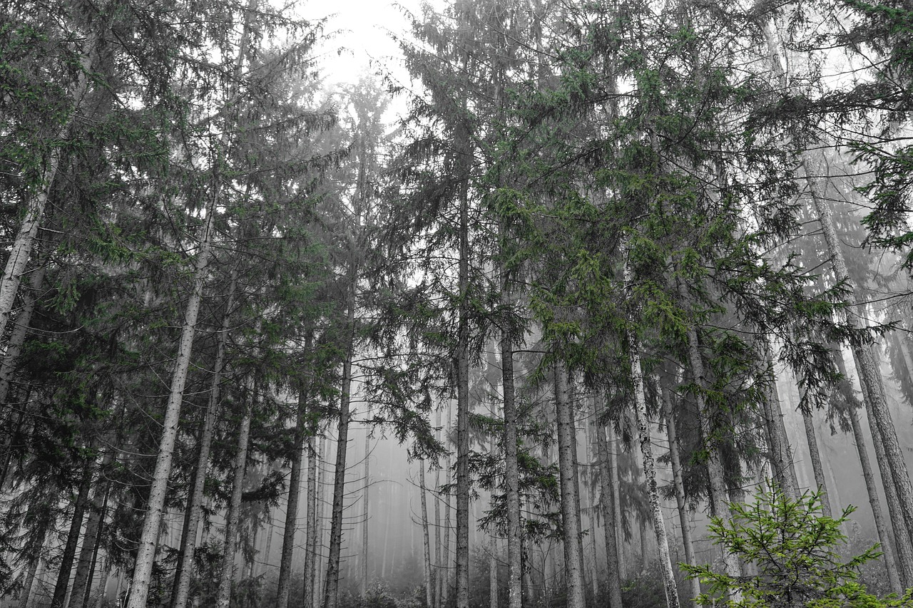 Forest - free online jigsaw puzzle photo