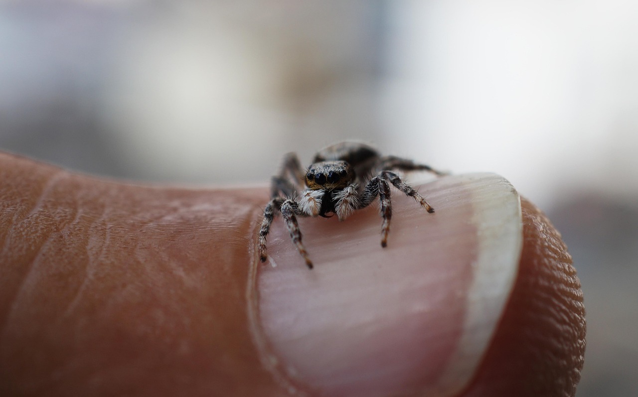Insect Spider Hunter - Free photo on Pixabay - Pixabay