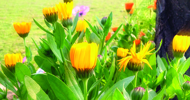 Free Marigold Calendula photo and picture