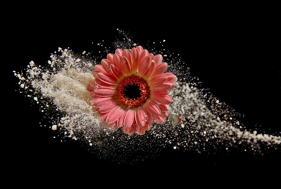 Daisy Flower Dust Free photo on Pixabay