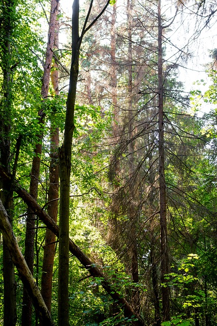 Skov, Blandet Skov, Naturskønne, Smuk