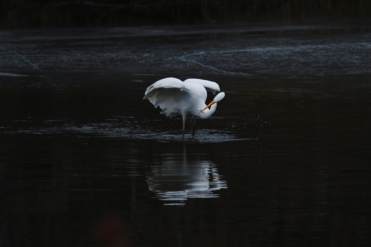 Download free HD stock image of Heron Hern Free Heron Hern photo and picture