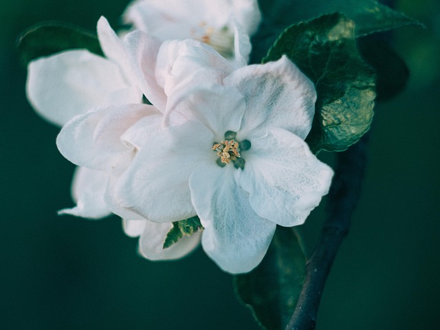 Free Flowers Beautiful Flowers photo and picture