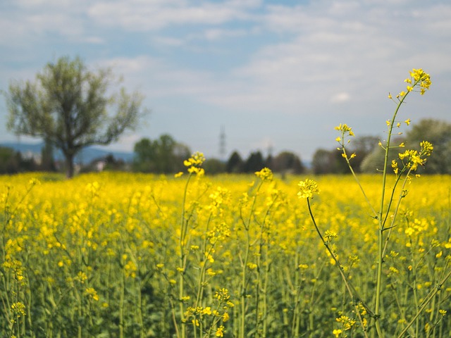 Free Field Oilseed Rape photo and picture