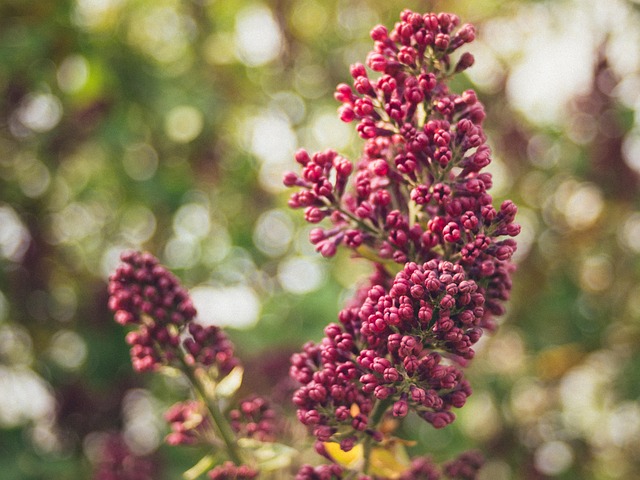 Free Lilac Flower photo and picture