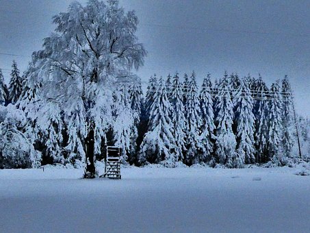 Free Baum Tree photo and picture