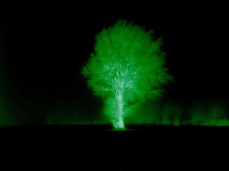 Free Baum Tree photo and picture