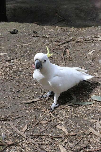 Free Cockatoo Australia photo and picture