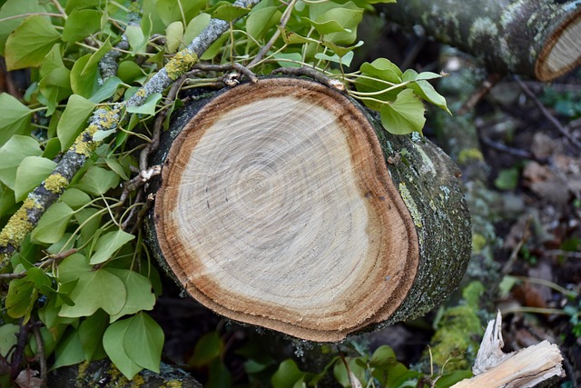 Tronc Arbre Nervure Coeur De - Photo gratuite sur Pixabay - Pixabay
