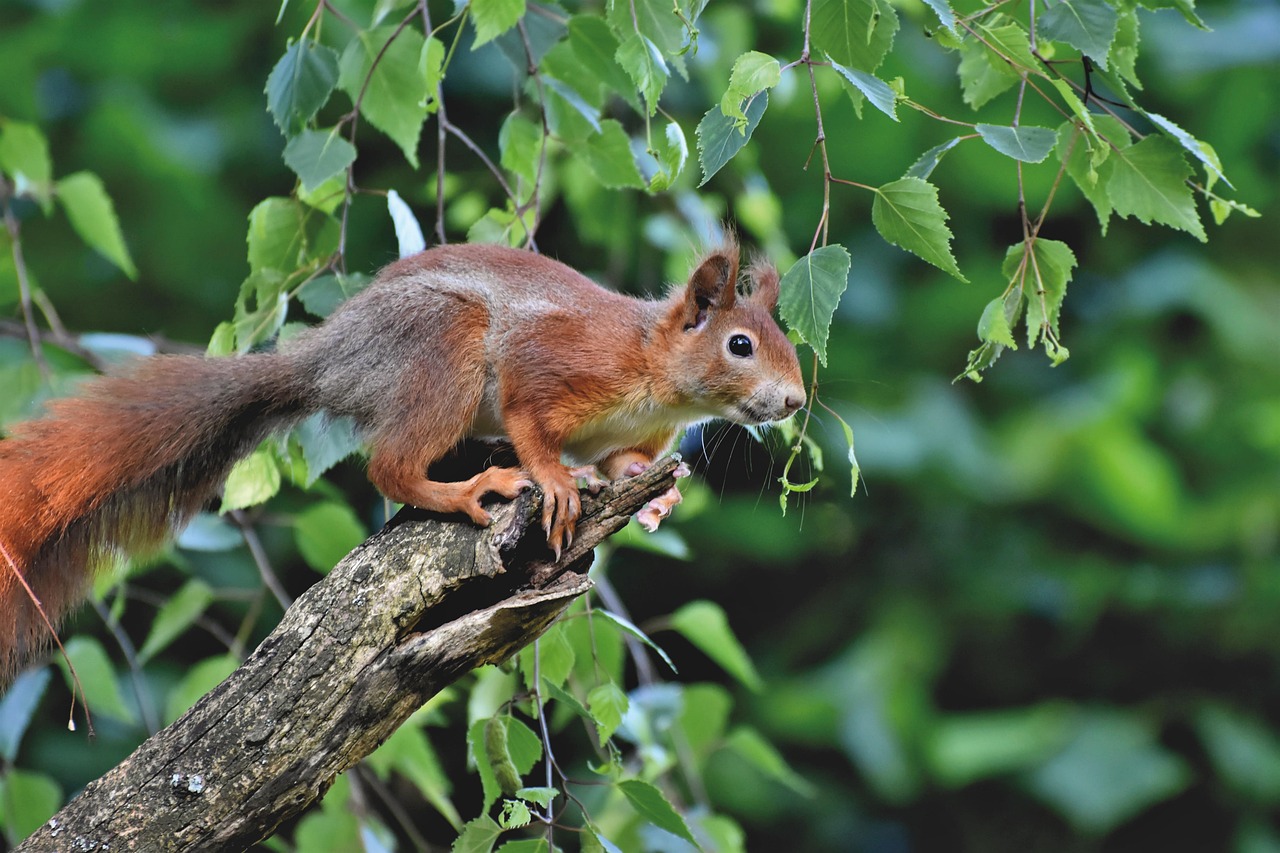 7,000+ Free Squirrels & Nature Images - Pixabay