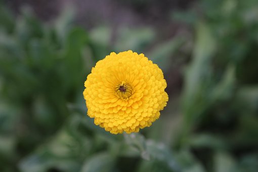 Blume, Blumentapete, Blütenblätter