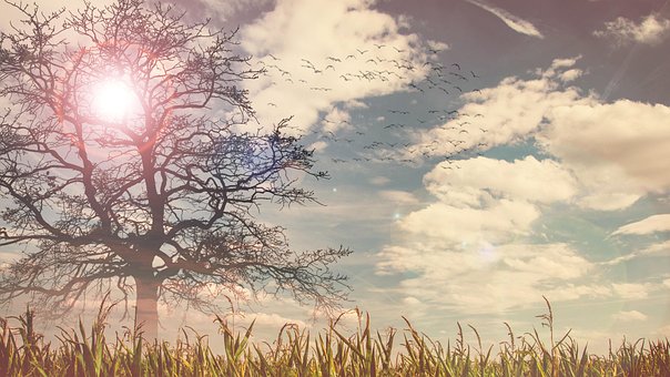 Free Sun Tree Tree photo and picture