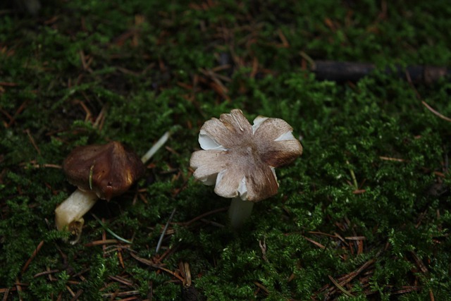 Free Mushroom Moss photo and picture