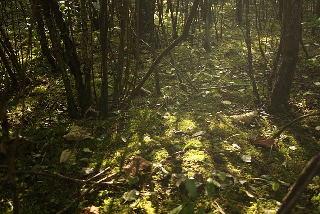 Free Forest Autumn photo and picture
