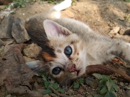 Kat, Sød Kat, Killing, Dyr, Kæledyr