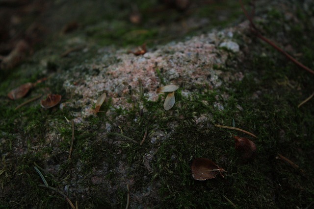 Free Moss Macro photo and picture