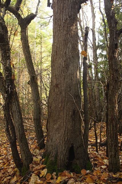 Free Moss Tree Magic Tree photo and picture