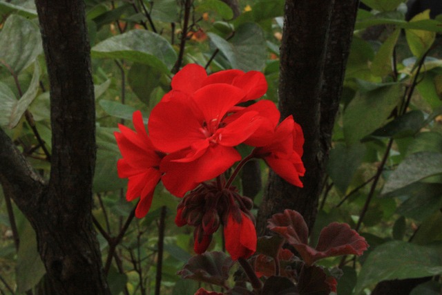 Free Flower Red photo and picture