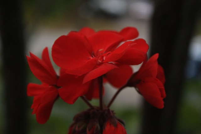 Free Flower Bloom photo and picture