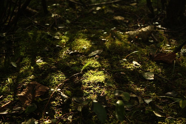 Free Moss Sunlight photo and picture